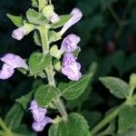 Scutellaria ovata Flower