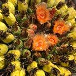 Ferocactus wislizeni Flor