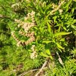 Penthorum sedoides Other