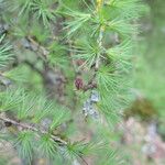 Larix laricina Leaf