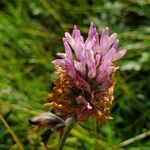 Trifolium pratenseപുഷ്പം