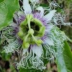 Passiflora edulisKwiat