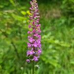 Gymnadenia conopsea Flor