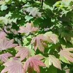 Acer sieboldianum Blad