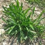 Plantago argentea Mosusu