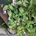 Impatiens balfouriiফুল