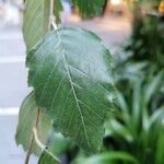 Betula nigra 葉