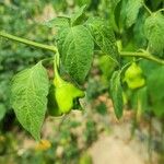 Capsicum baccatum Fruit