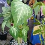 Anthurium crystallinum List