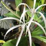 Hymenocallis speciosa Floro