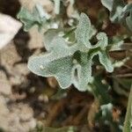 Matthiola tricuspidata Leaf