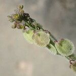 Clypeola jonthlaspi Fruit