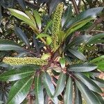 Cunonia capensis Hoja