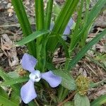 Cipura paludosa Fleur