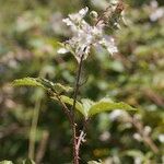 Rubus bracteatus Arall