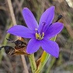 Aristea abyssinica Blüte