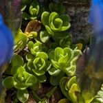 Gentiana orbicularis Blad