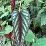 Cissus discolor Leaf