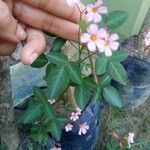 Oxalis barrelieri Blad