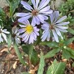 Symphyotrichum laeve Цвят
