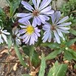 Symphyotrichum laeve Flower