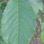 Prunus aviumLeaf