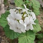 Pelargonium × hybridumFlor