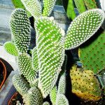 Opuntia microdasys Συνήθη χαρακτηριστικά