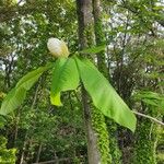Magnolia obovata 花