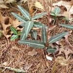 Chimaphila maculata Hoja