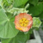 Abutilon mollissimum Flower