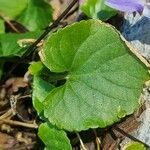 Viola suavis Leaf