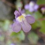 Cymbalaria muralis花