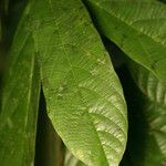 Theobroma grandiflorum Hoja