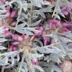 Astragalus angustifolius Λουλούδι