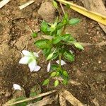 Sauvagesia tenella Цвят