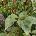 Handroanthus chrysanthus 叶