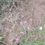 Lactuca inermis Fleur