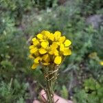 Erysimum virgatum Flor