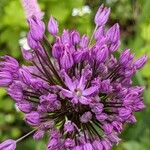 Allium aflatunense Fleur