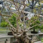 Ficus henryi Hábito