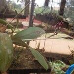 Polystachya concreta Floro