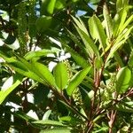 Cunonia capensis Hoja