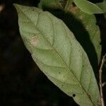 Siparuna decipiens Yaprak