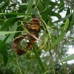 Vachellia tortuosa Muu