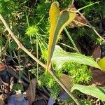 Smilax aspera Blad