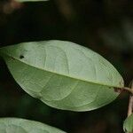 Licania latistipula ഇല