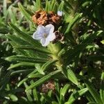 Lithodora zahnii