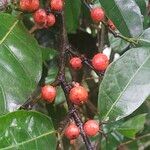 Ficus virgata Fruit