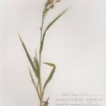 Panicum miliaceum Hábito